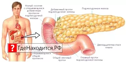 Желчный Фото Человека